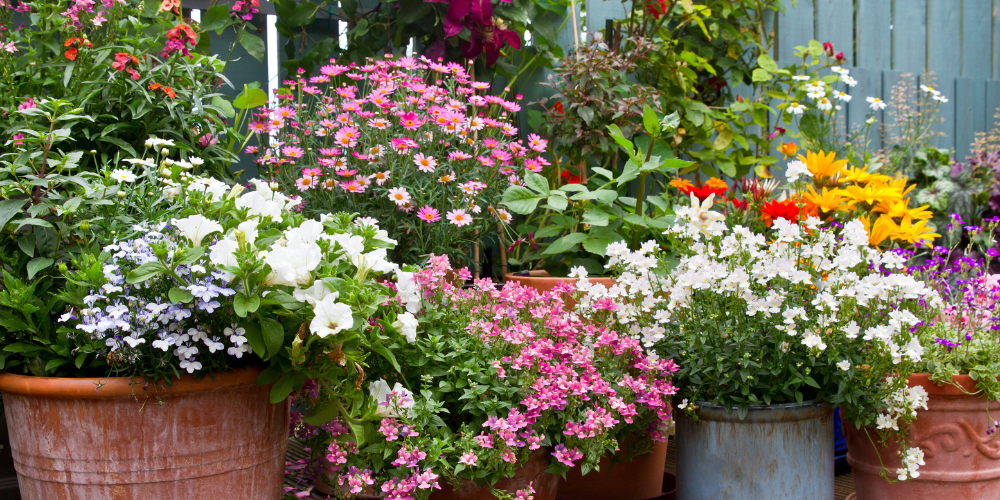 Container garden setup