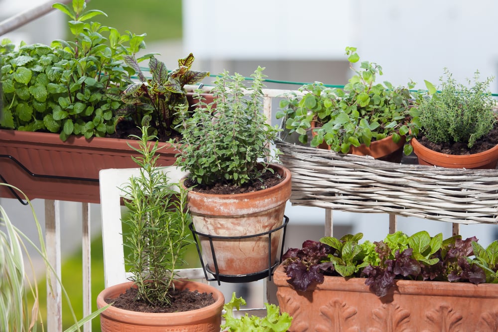 Edible plants and herbs in containers