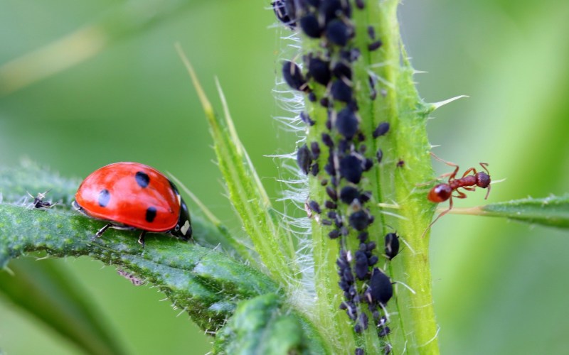 Natural pest control