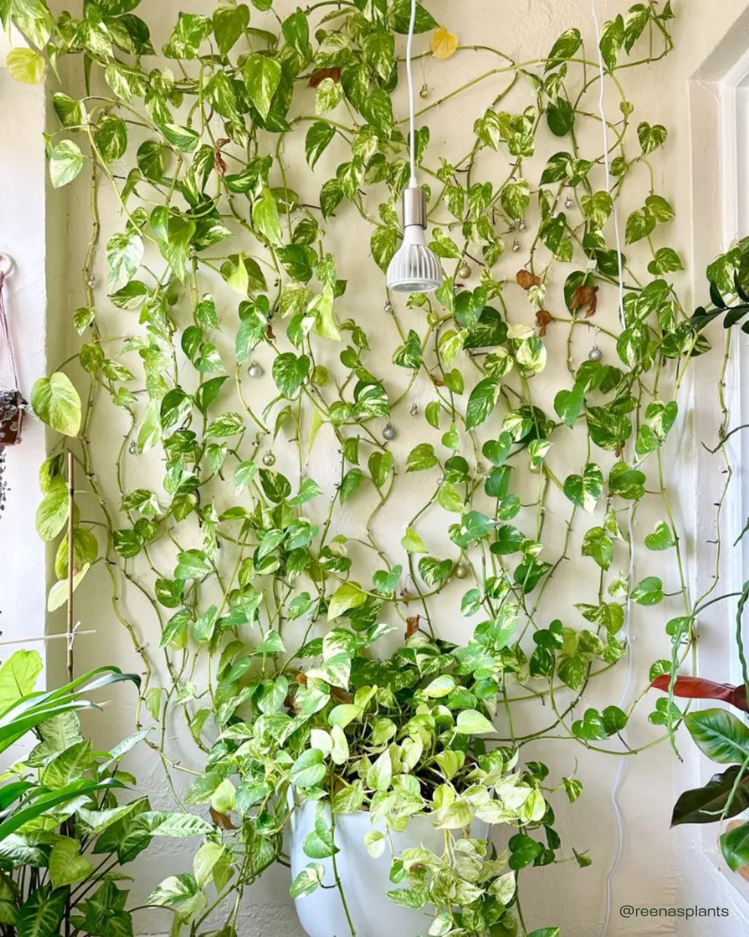 Vertical garden with climbing plants